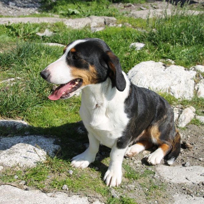 Hovedbilde Hundehotell 1 hund over 14 dager 